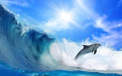 Дельфины красивые картинки (56 фото) - 56 фото