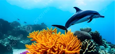 Дельфины красивые фото фотографии