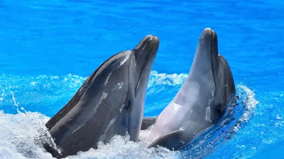 Дельфины милые арты - 71 фото