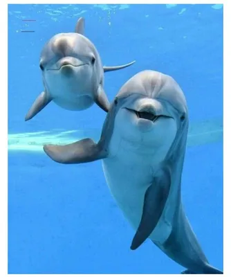 Обои на монитор | Красивые | дельфины, море, картина