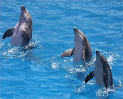 Дельфины - красивые фото и картинки