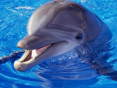 Дельфин фото - origins.org.ua