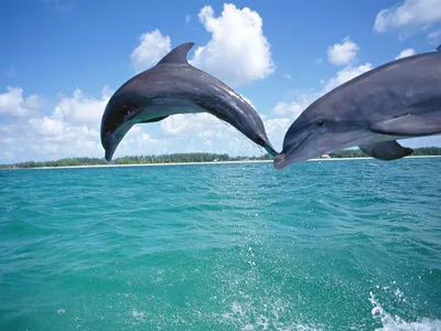 Фотография дельфина, прыжок дельфина