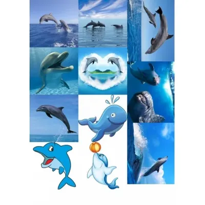 подводные дельфины и красивые кораллы 4 вектор, дельфины, коралловые рифы,  под водой фон картинки и Фото для бесплатной загрузки