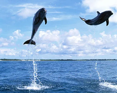 Два Дельфинов Прыжки Из Моря На Красивый Закат. Цифровая Живопись.  Фотография, картинки, изображения и сток-фотография без роялти. Image  50824427