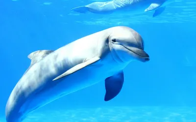Pin by ÐÐ»ÐµÐ½Ð° ÐÑÐ³Ð°ÐµÐ²Ð° on Открытка | Animal facts, Beautiful sea  creatures, Cute baby animals