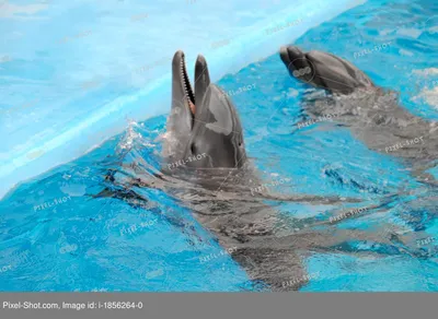 Дельфины, картинки на водорастворимой бумаге А4 | AliExpress