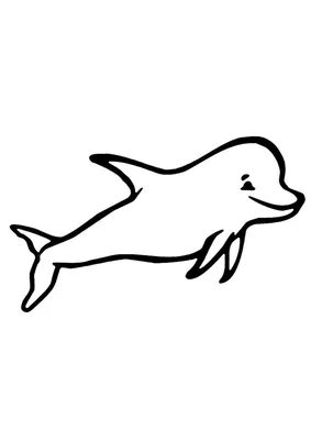 Дельфины. Самые интересные факты | Животный мир | Дзен