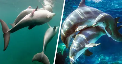 Красивые флизелиновые фотообои природа 184x254 см 3Д Дельфины и волны  океана (188V4A)+клей купить по цене 1200,00 грн