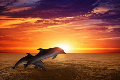 Дельфины на закате фото 