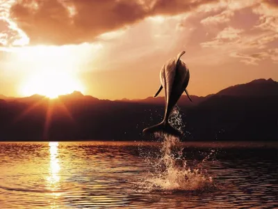 Фотообои Дельфин на закате на стену. Купить фотообои Дельфин на закате в  интернет-магазине WallArt