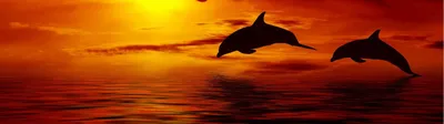 Картина по номерам \"Дельфины на закате\"