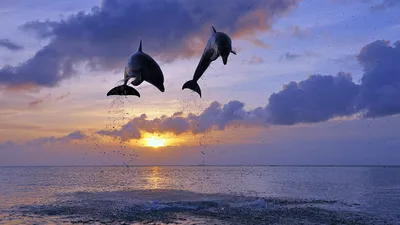 Картина с дельфинами \"Дельфины на рассвете\". Морской пейзаж в  интернет-магазине Ярмарка Мастеров по цене 4000 ₽ – NYKMSBY | Картины,  Самара - доставка по России
