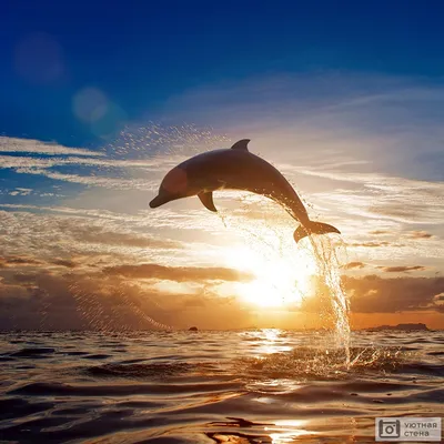 Фотообои \"Прыгающий дельфин на закате\" - Арт. 180277 | Купить в  интернет-магазине Уютная стена