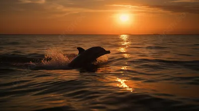 величественные дельфины скакали на закате Иллюстрация штока - иллюстрации  насчитывающей природа, сценарно: 276396400