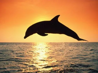 дельфин играет в океане на закате с закатом, картинка дельфина на закате,  дельфин, дельфины фон картинки и Фото для бесплатной загрузки