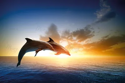 Картина по номерам \"Дельфин на закате\", 40х50 см, арт. Q5702 — купить в  интернет-магазине по низкой цене на Яндекс Маркете