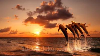 Дельфины на закате фотообои купить на заказ, цены в Украине - Miray