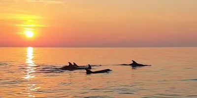 Немного дельфинов на закате) | Пикабу