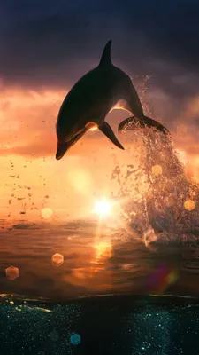Картина по номерам \"Дельфины в свете заката \" на холсте, 30 х 40 см купить  в интернет-магазине MegaToys24.ru недорого.