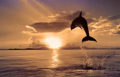 Изображение Дельфин на закате Разное Тропикал бриз