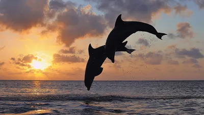 Купить фреску Дельфины «Дельфины на закате» | PINEGIN