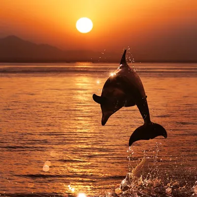 Дельфины Рассветы и закаты Море Прыжок Солнце Животные | Delfines, Delfines  en el mar, Fotos espectaculares