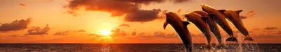 Картина по Номерам 40х50 Морские обитатели Море Дельфины Закат / подарочный  набор для творчества / рисование по цифрам Hobby Home. - купить с доставкой  по выгодным ценам в интернет-магазине OZON (618149604)