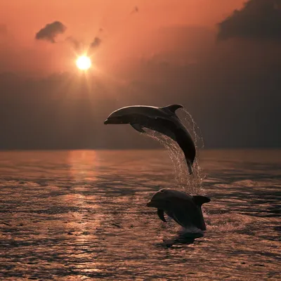 Круиз с дельфинами на закате - Lily Beach Gifts
