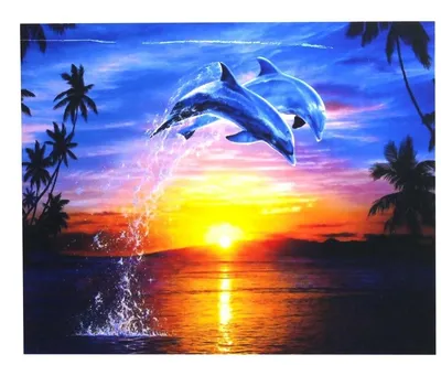 Дельфины в закате | Пикабу