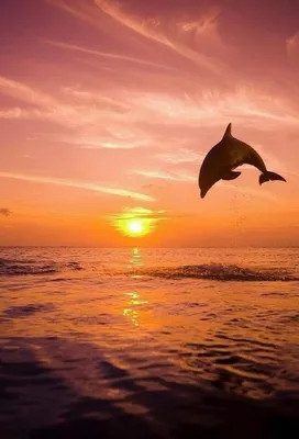 Дельфины на закате фото фотографии