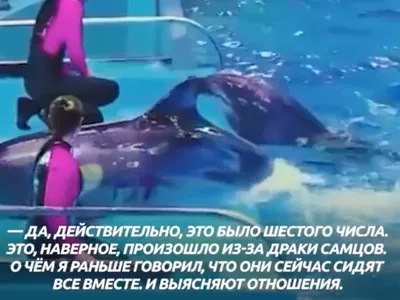 Дельфины насилуют людей фото 