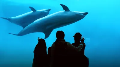 Что случилось с боевыми дельфинами после аннексии Крыма - обзор СМИ - BBC  News Україна