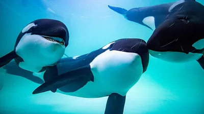 Виллиан Роша сфотографировался с дельфином