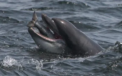 Дельфины правда улыбаются? Насколько они умные? Зачем на них охотятся и  убивают сотнями? А дельфинарии — это плохо? Отвечаем на главные вопросы про  🐬 — Meduza