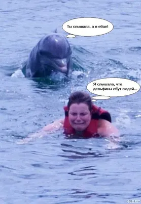 Не добрые и не милые: зачем дельфины убивают и насилуют купающихся людей -  ЯПлакалъ