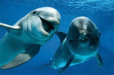 Туристов в Анапе предупредили об исходящей от дельфинов опасности