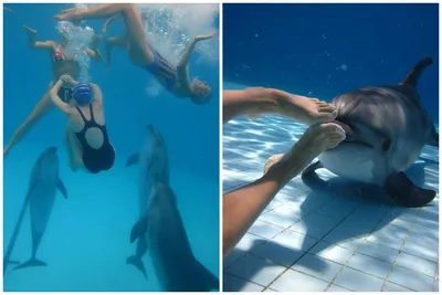 [81+] Дельфины насилуют людей фото фото