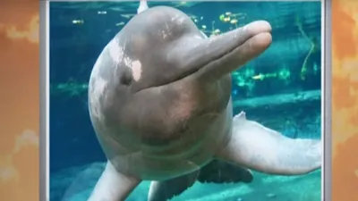 О близости дельфина к божествам можно рассказывать долго» – Коммерсантъ FM