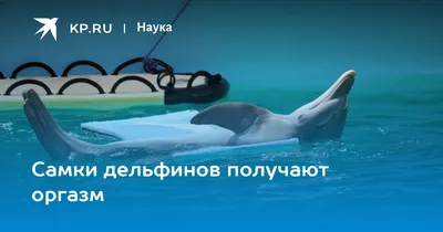 Кровавая вода: на Фарерских островах за ночь убили 1428 дельфинов  (Корреспондент, Украина) (Корреспондент, Украина) | 07.10.2022, ИноСМИ