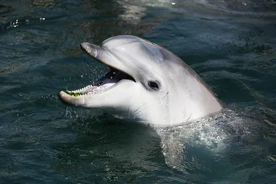 Дельфины правда улыбаются? Насколько они умные? Зачем на них охотятся и  убивают сотнями? А дельфинарии — это плохо? Отвечаем на главные вопросы про  🐬 — Meduza