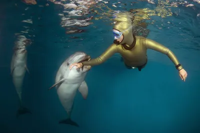 Дельфины затеяли сексуальную игру с мертвой анакондой на глазах у людей:  Звери: Из жизни: Lenta.ru