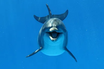 Save Dolphins / Дельфины и киты / Dolphin Project - ЕМУ ВЫРВАЛИ ВСЕ ЗУБЫ  РАДИ РАЗВЛЕЧЕНИЯ Это Дева - жертва индустрии развлечений. Его конфисковали  наши друзья @dolphin_project и @jakartaanimalaidnetwork из ранее популярного