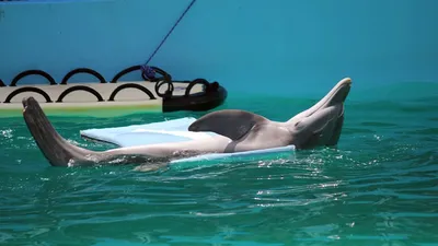Не добрые и не милые: зачем дельфины убивают и насилуют купающихся людей -  Рамблер/новости