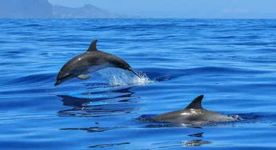 В Венецию из-за карантина впервые за 60 лет вернулись дельфины