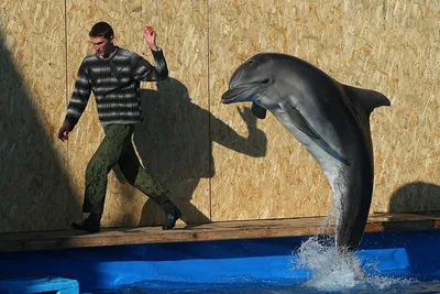 В Украине хотят спасти дельфинов: подробности \"спецоперации\" - BBC News  Україна