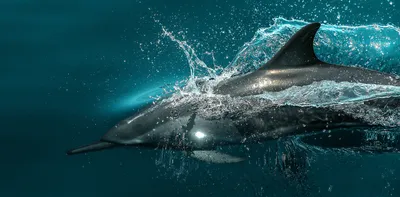 Почему дельфины погибают в Черном море: мнение специалиста