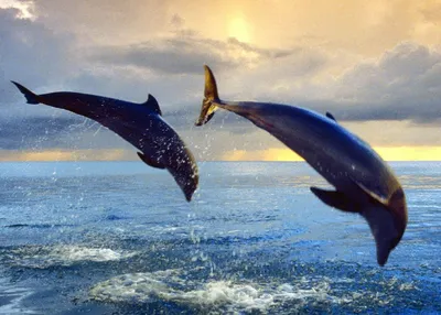 Блог «ОКиАН» - Как найти дельфинов в Черном море? - 06.05.2021