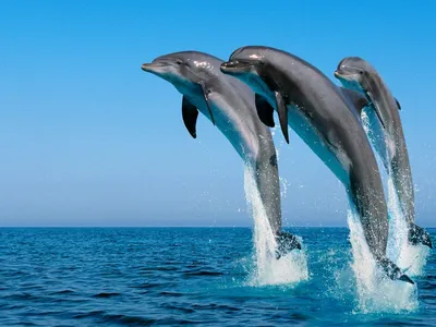 Эксперт предложила оставить выброшенных в Севастополе дельфинов в море | ИА  Красная Весна
