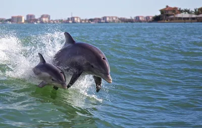Дельфины в море» — создано в Шедевруме